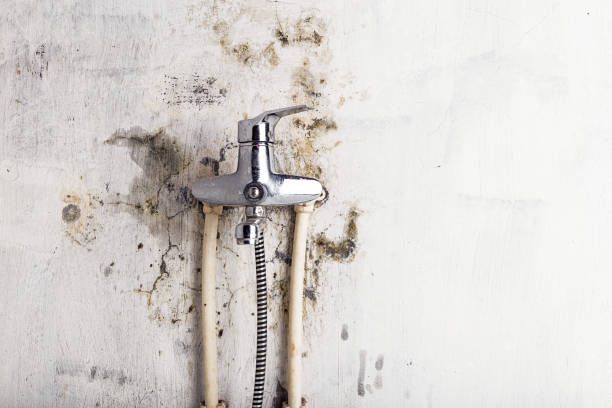 Best Toxic Mold Removal  in Edgefield, SC
