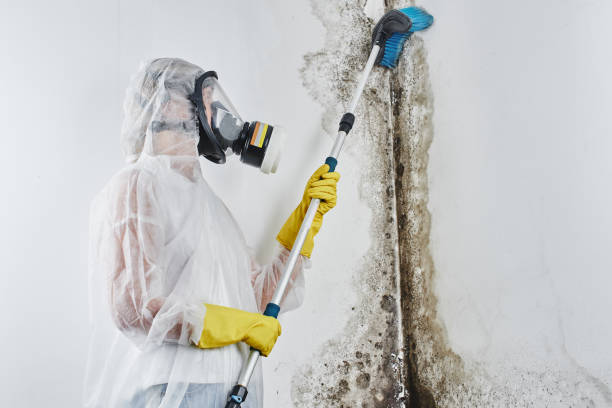 Best Mold Testing  in Edgefield, SC