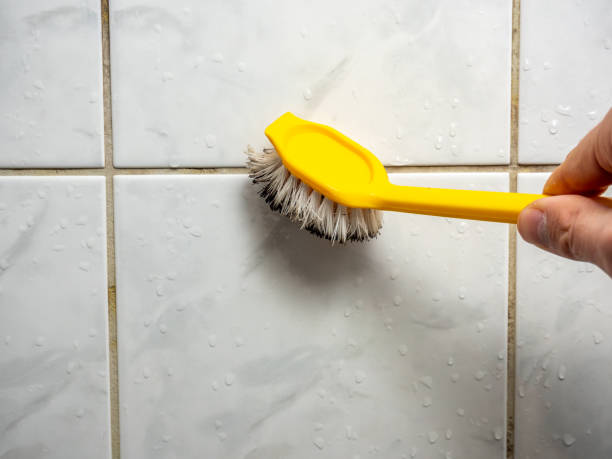 Trusted Edgefield, SC Mold Removal Experts