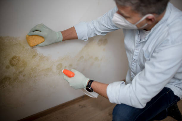 Best Mold Testing  in Edgefield, SC