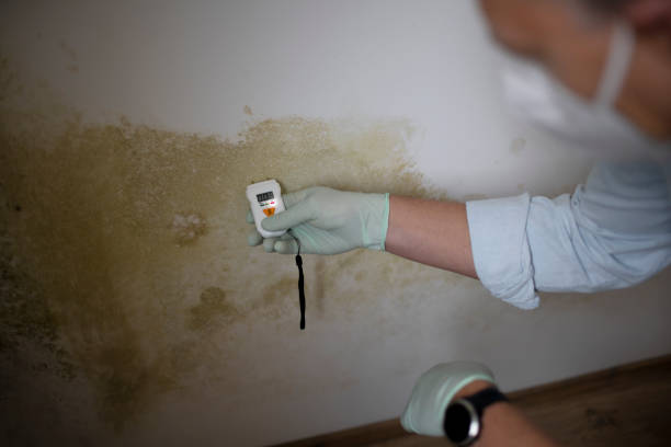 Best Attic Mold Removal  in Edgefield, SC