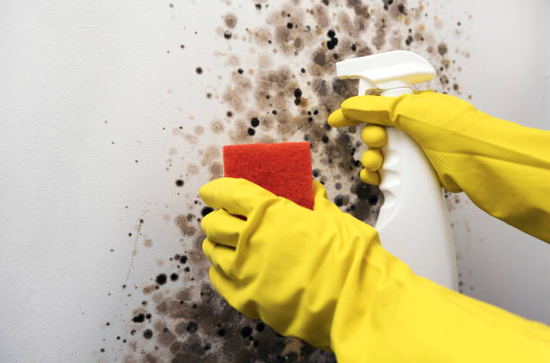 Best Certified Mold Removal  in Edgefield, SC