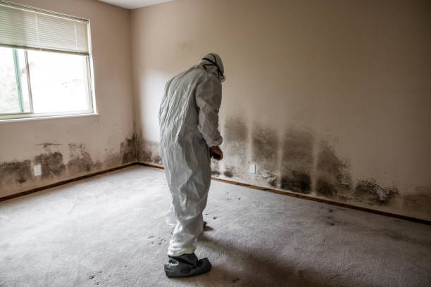 Best Home Mold Removal  in Edgefield, SC