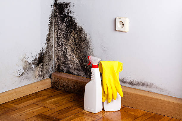 Best Commercial Mold Removal  in Edgefield, SC